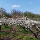 경춘로120번길 이미지