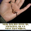 은파낚시