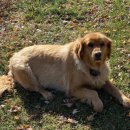 댕댕이 미용실 이미지