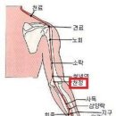 팔혈자리 이미지