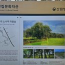 소나무숲 이미지