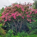목백일홍, 백일홍나무, 배롱나무 이미지