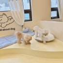 올어바웃도그 이미지