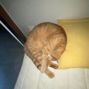 동구종합동물병원 이미지