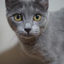 우다닥 고양이 호텔 이미지