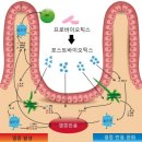 장내 미생물이 뱉는 '포스트바이오틱스'에 주목하라 이미지