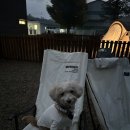 피플앤독 이미지