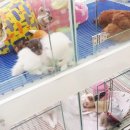 삼성애견사 이미지