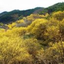 산수유 이미지