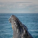 요나고래 이미지