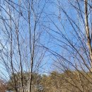 버드나무 이미지