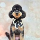 메리몰펫샵(사직점) 이미지