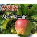 과일먹는꿈 사과먹는꿈 수박먹는꿈 해몽 이미지