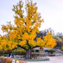 임고서원의 은행나무 이미지