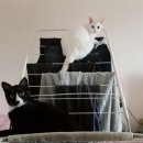 고양이 유치원 이미지