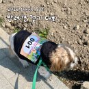 중랑천변1(노원교) | 2026 동대문구 축제 반려견 걷기 대회 참가 후기