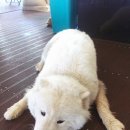 상순이네 하우스 이미지