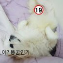 돌아온뚱이