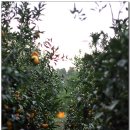 와흘본향당 이미지