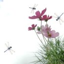 풍성공인중개사사무소 이미지