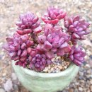 아이조아라 이미지