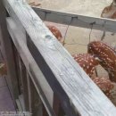 꽃사슴슈퍼 이미지