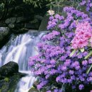 숲속풍경 이미지