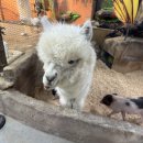 패밀리 동물병원 | 광주실내동물원 벅스랜드(패밀리랜드) 솔직후기(내돈내산)