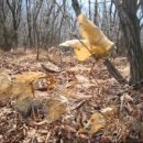 구룡산민박 | 영월 구룡산~신선봉