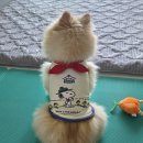 장흥해물 | 서울 근교 계곡 맛집 장흥 계곡산장 후기｜옻오리백숙, 닭도리탕