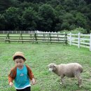 삼중목장 Daum카페