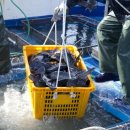 섬 우럭축제 이미지