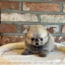 주식회사 도그마루강아지고양이분양전문영남 | 강아지분양 다양한 혜택이 준비되어 있는 부산강아지분양 고양이분양 도그마루