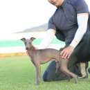 보성이탈리안그레이하운드 이미지