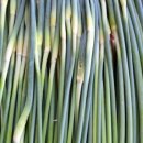 배꼽농원 이미지