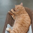 달봉이민박 이미지