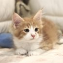 집사의 하루 대구점 이미지