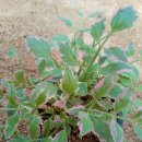 물샐러리 회오리무늬아이비 노지월동 이미지