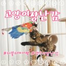 러블리마이펫 이미지