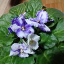 세인트폴리아 이미지