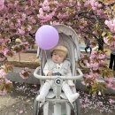 디럭스 | 올보르 앨빈 트라이크 디럭스 후기, 6개월 아기 유모차 거부 해결