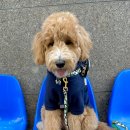 살랑더테일 이미지