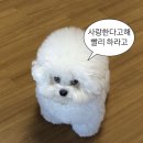 [결혼/제주스냅] 25.04.17 - 25.04.20 | 우당탕탕 제주일기