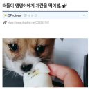 강아지에게 계란을 주면 안되는 이유 이미지