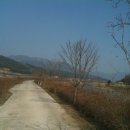 개나리길 이미지