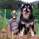 스타켄넬 이미지