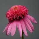 스쿱(SCOOP) 이미지