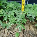 뿌리 태양광발전소 이미지