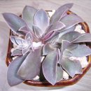 라벤더힐 이미지