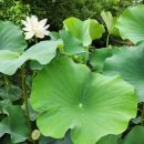 청연마을 이미지